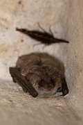 DPPhotography - Northern Greece - Grey long-eared bat - C