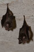 DPPhotography - Northern Greece - Lesser horseshoe bat - B