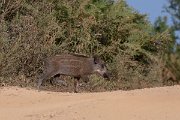DPPhotography - Northern Greece - Wild boar - C
