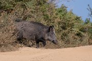 DPPhotography - Northern Greece - Wild boar - D