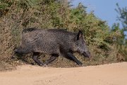 DPPhotography - Northern Greece - Wild boar - E