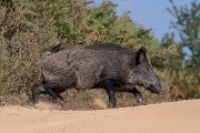 DPPhotography - Northern Greece - Wild boar - F
