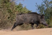 DPPhotography - Northern Greece - Wild boar - G