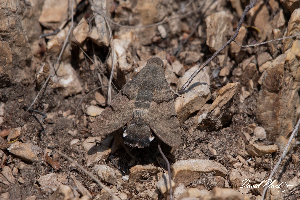 DPPhotography - Northern Greece - Hummingbird hawkmoth - A.jpg - Hummingbird hawkmoth - Mount Pangeo, Greece