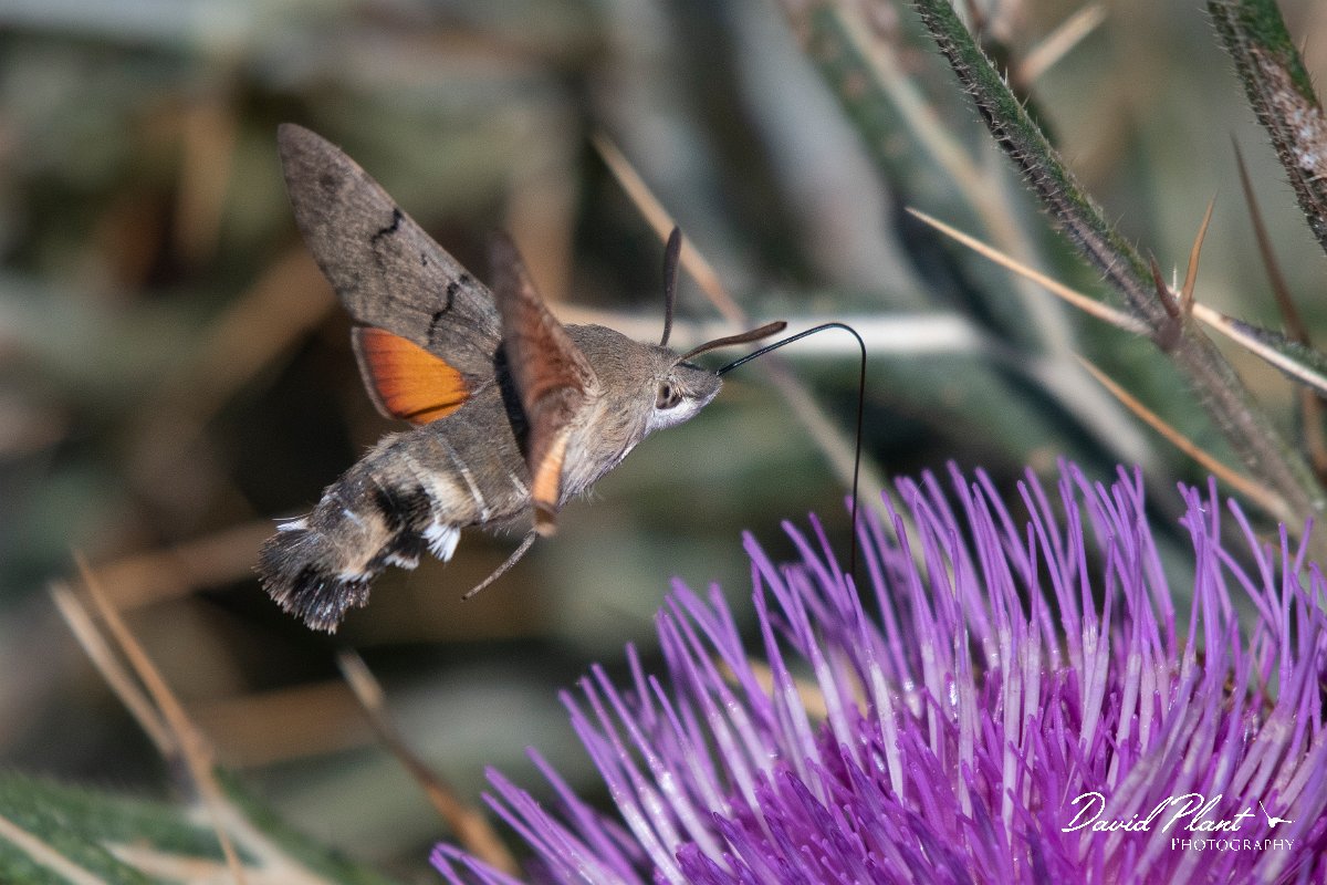 DPPhotography - Northern Greece - Hummingbird hawkmoth - E.jpg - Hummingbird hawkmoth - Mount Pangeo, Greece