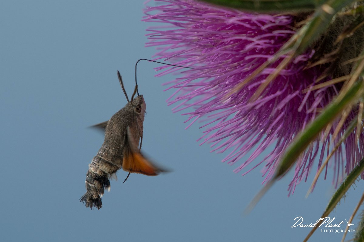 DPPhotography - Northern Greece - Hummingbird hawkmoth - H.jpg - Hummingbird hawkmoth - Mount Pangeo, Greece