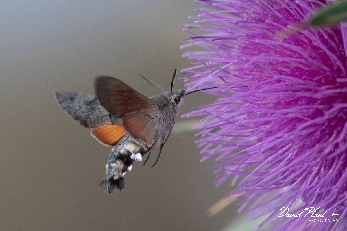 DPPhotography - Northern Greece - Hummingbird hawkmoth - I.jpg - Hummingbird hawkmoth - Mount Pangeo, Greece