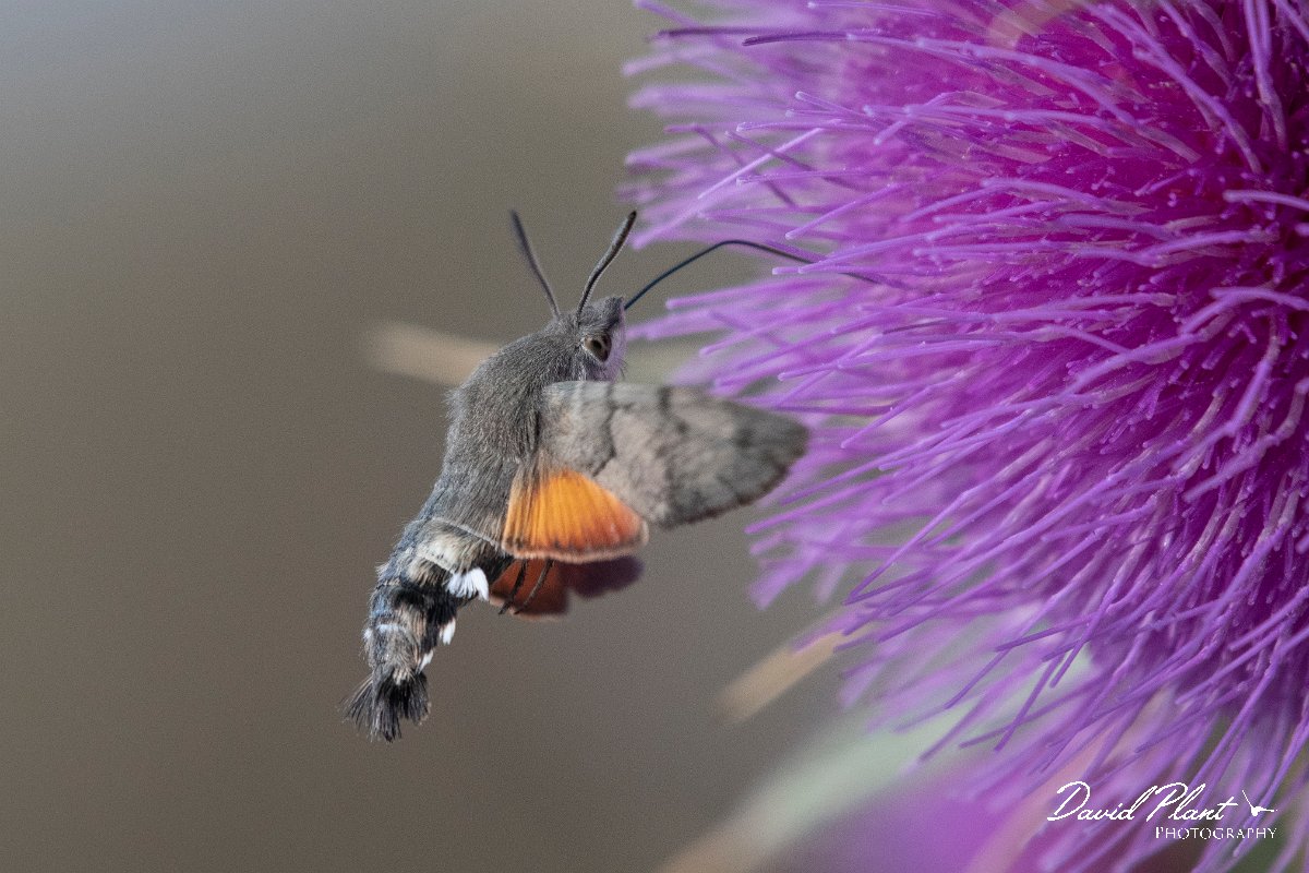 DPPhotography - Northern Greece - Hummingbird hawkmoth - J.jpg - Hummingbird hawkmoth - Mount Pangeo, Greece