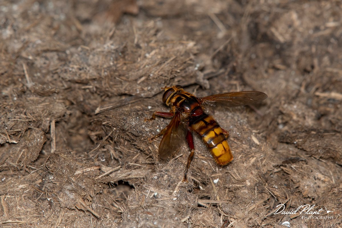 DPPhotography - Northern Greece - Milesia crabroniformis - A.jpg - Milesia crabroniformis - Mount Belles, Greece