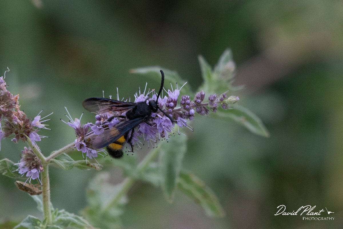 DPPhotography - Northern Greece - Scolia hirta - B.jpg - Scolia hirta - Mount Belles, Greece