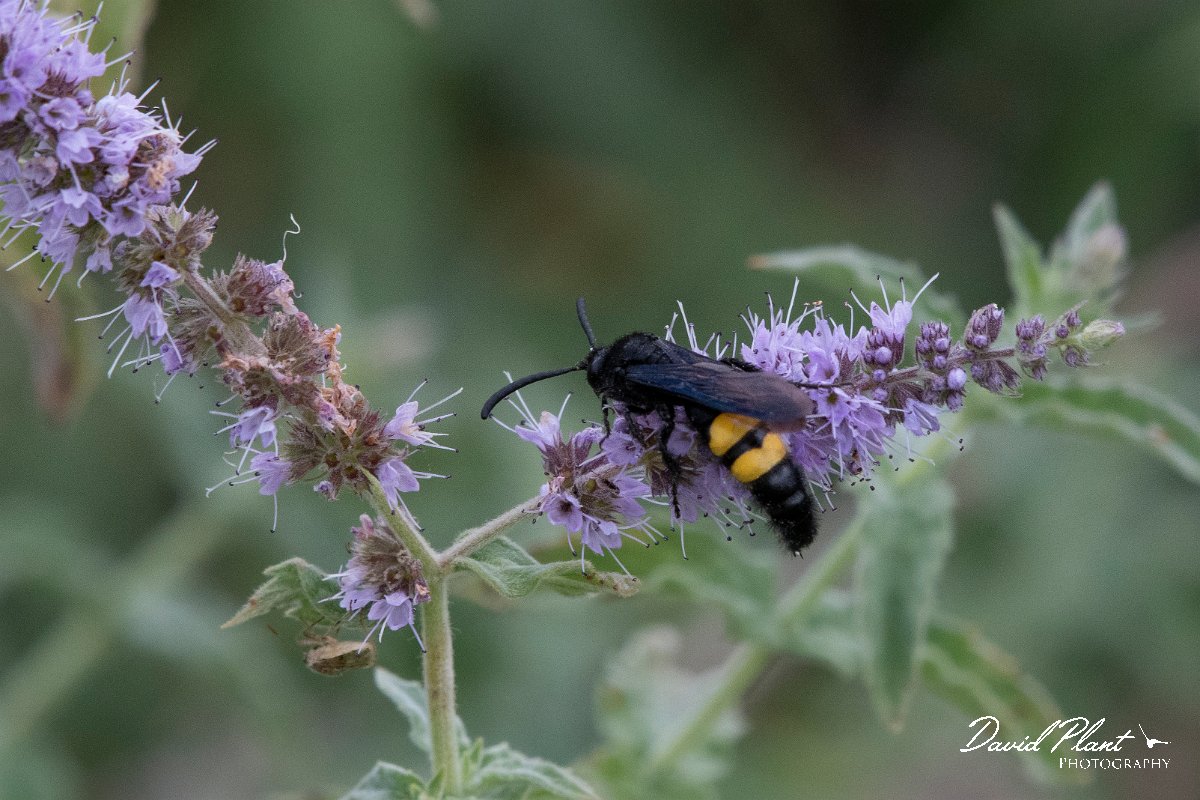 DPPhotography - Northern Greece - Scolia hirta - C.jpg - Scolia hirta - Mount Belles, Greece