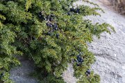 DPPhotography - Northern Greece - Common juniper - B