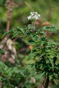 DPPhotography - Northern Greece - Dwarf elder, Sambucus ebulus - A