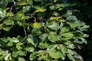 DPPhotography - Northern Greece - European beech - A