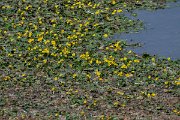 DPPhotography - Northern Greece - Fringed water lily - A