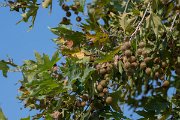 DPPhotography - Northern Greece - Oriental plane - A