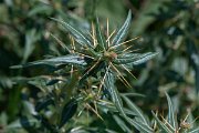 DPPhotography - Northern Greece - Ptilostemon stellatus - A
