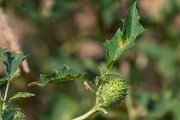 DPPhotography - Northern Greece - Thorn-apple - B