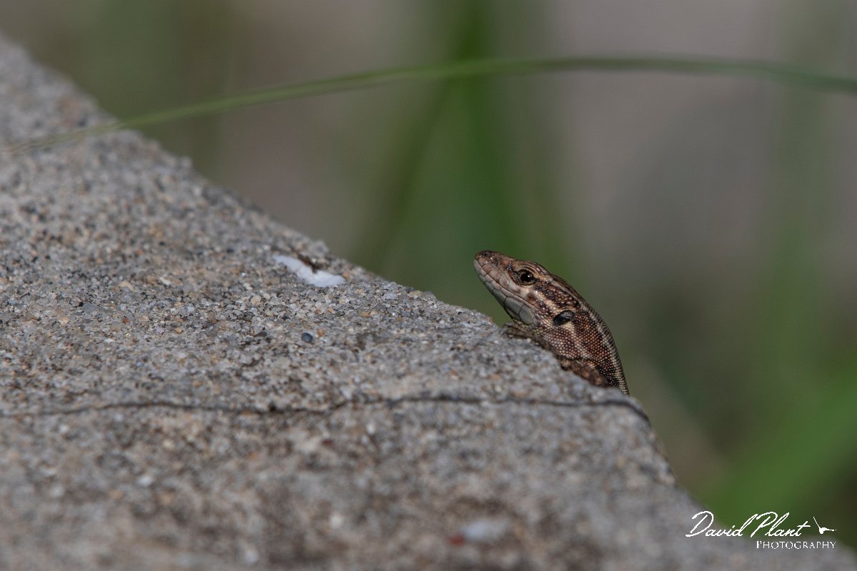 DPPhotography - Northern Greece - Common wall lizard - F.jpg - Common wall lizard - Mount Pangeo, Greece