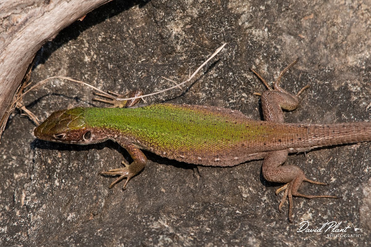 DPPhotography - Northern Greece - Eastern green lizard - A.jpg - Eastern green lizard - Lake Kerkini, Greece
