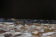 DPPhotography - Northern Greece - Common wall lizard - E