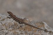 DPPhotography - Northern Greece - Common wall lizard - I