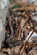 DPPhotography - Northern Greece - Common wall lizard - J
