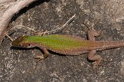 DPPhotography - Northern Greece - Eastern green lizard - A