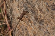 DPPhotography - Northern Greece - Eastern green lizard - B