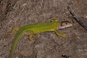 DPPhotography - Northern Greece - Eastern green lizard - C