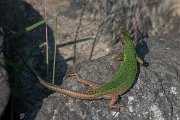 DPPhotography - Northern Greece - Eastern green lizard - D