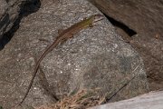 DPPhotography - Northern Greece - Eastern green lizard - E