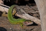 DPPhotography - Northern Greece - Eastern green lizard - G