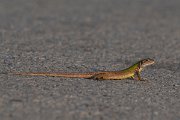 DPPhotography - Northern Greece - Eastern green lizard - H