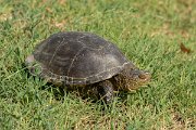 DPPhotography - Northern Greece - European pond turtle - B