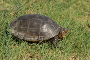 DPPhotography - Northern Greece - European pond turtle - D