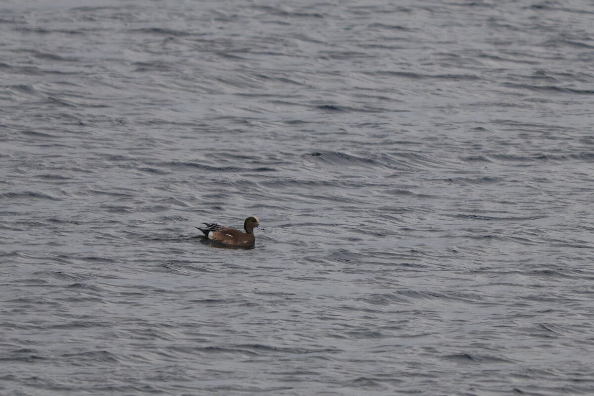 DPPhotography - Iceland - American wigeon - B.jpg - American wigeon - Bessastaðatjörn