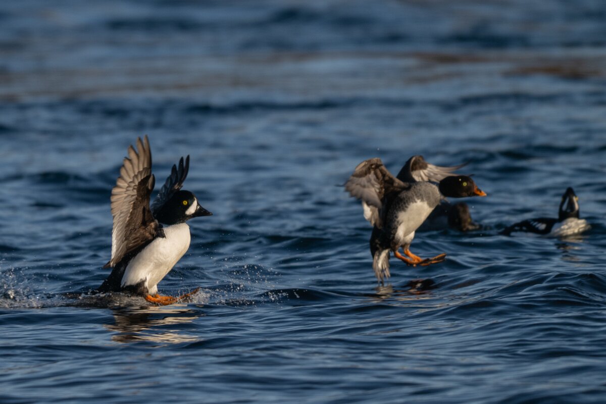 DPPhotography - Iceland - Barrow's goldeneye - AB.jpg - Barrow's goldeneye, pair - Lake Mývatn