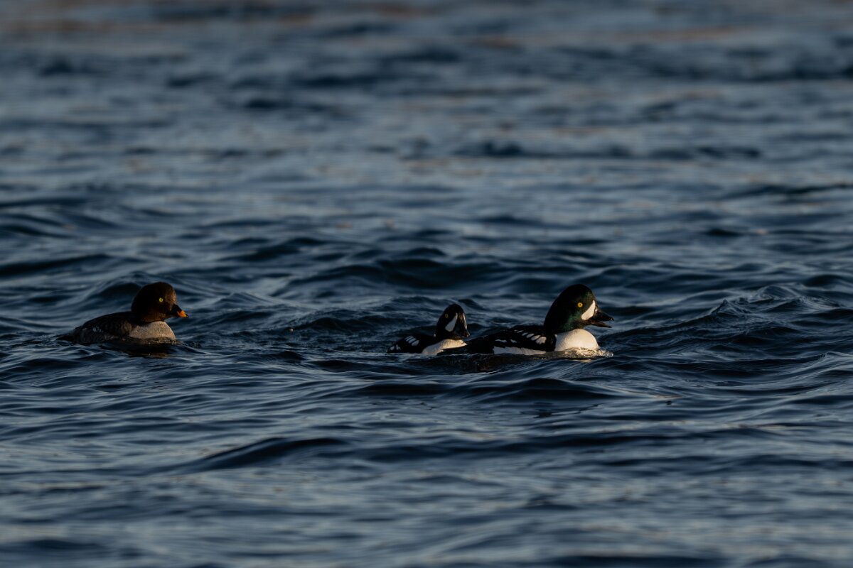 DPPhotography - Iceland - Barrow's goldeneye - AC.jpg - Barrow's goldeneye - Lake Mývatn