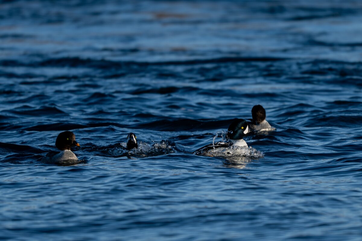 DPPhotography - Iceland - Barrow's goldeneye - AD.jpg - Barrow's goldeneye - Lake Mývatn