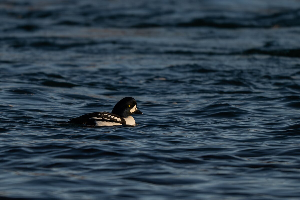 DPPhotography - Iceland - Barrow's goldeneye - B.jpg - Barrow's goldeneye, male - Lake Mývatn