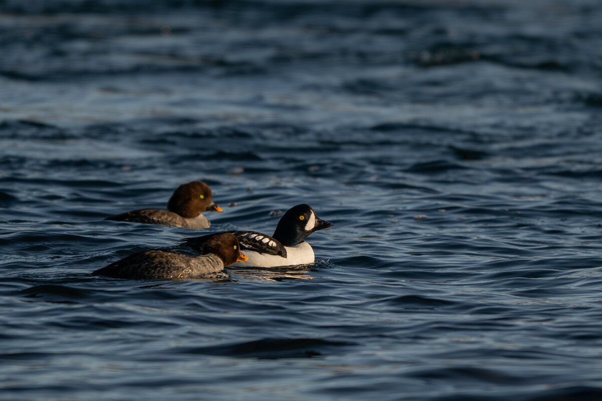 DPPhotography - Iceland - Barrow's goldeneye - C.jpg - Barrow's goldeneye - Lake Mývatn