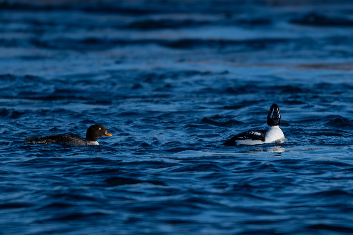 DPPhotography - Iceland - Barrow's goldeneye - E.jpg - Barrow's goldeneye, pair - Lake Mývatn