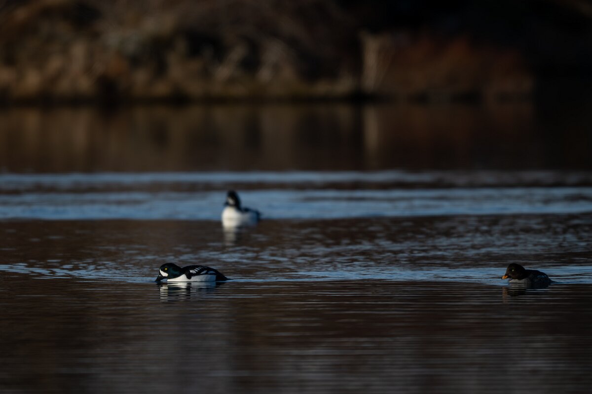 DPPhotography - Iceland - Barrow's goldeneye - F.jpg - Barrow's goldeneye - Lake Mývatn