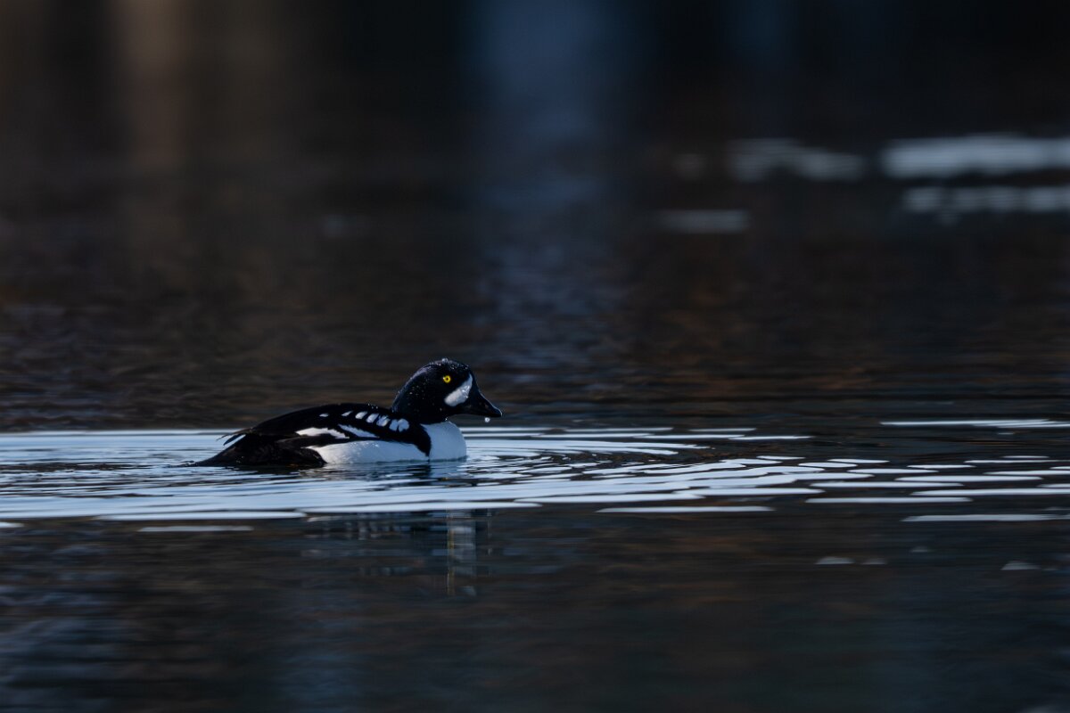 DPPhotography - Iceland - Barrow's goldeneye - H.jpg - Barrow's goldeneye, male - Lake Mývatn