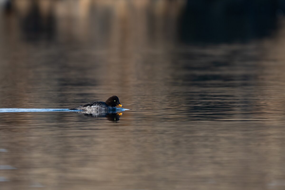 DPPhotography - Iceland - Barrow's goldeneye - N.jpg - Barrow's goldeneye, female - Lake Mývatn