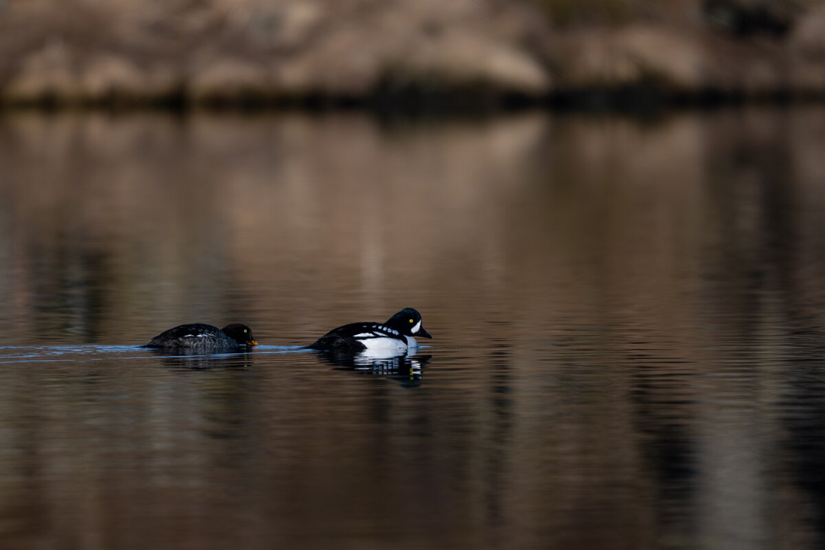DPPhotography - Iceland - Barrow's goldeneye - O.jpg - Barrow's goldeneye, pair - Lake Mývatn