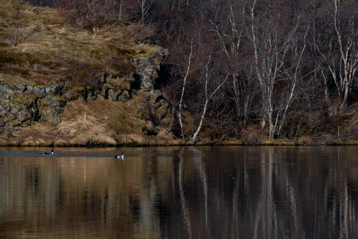 DPPhotography - Iceland - Barrow's goldeneye - Q.jpg - Barrow's goldeneye - Lake Mývatn