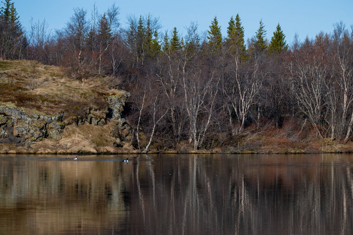 DPPhotography - Iceland - Barrow's goldeneye - R.jpg - Barrow's goldeneye - Lake Mývatn