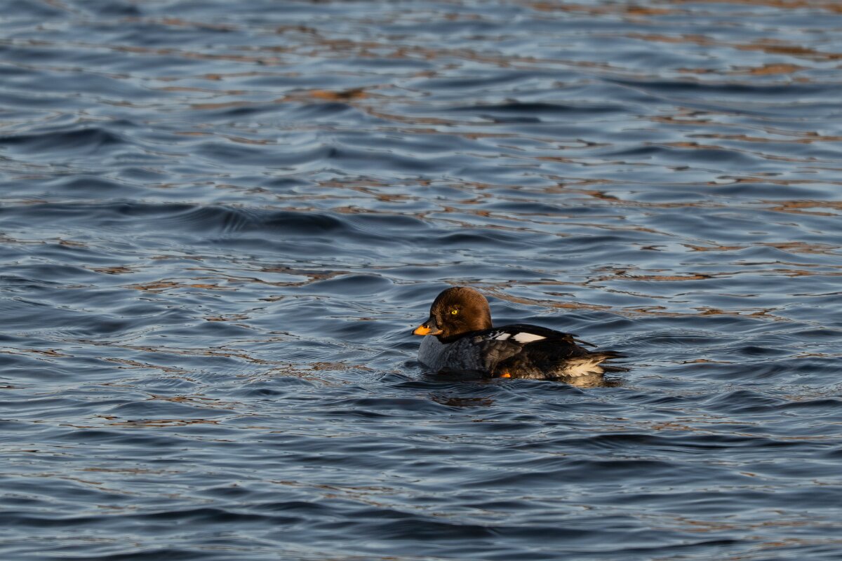 DPPhotography - Iceland - Barrow's goldeneye - U.jpg - Barrow's goldeneye, female - Lake Mývatn